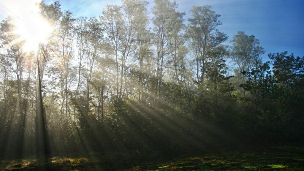 Sunlight streams through tall trees in a peaceful forest, with soft rays illuminating the mist and casting long shadows on the forest floor. This picture evokes a sense of calm, hope, and renewal.